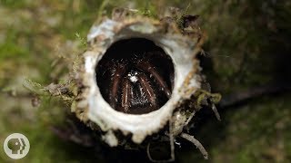 Turret Spiders Launch Sneak Attacks From Tiny Towers  Deep Look [upl. by Rowley]