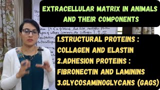 Extracellular Matrix in Animals  Components of Extracellular Matrix  ECM [upl. by Saylor]