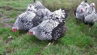 SILVER LACED WYANDOTTE LARGE FOWL FROM CHESHIRE POULTRY [upl. by Ruyle]