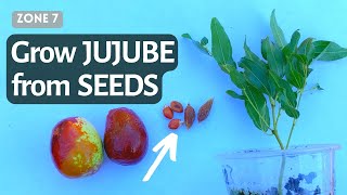 How to Grow Chinese jujube from seeds Fast Sprout germinate Jujube from Seeds Chinese Dates [upl. by Llehsor]