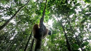 close encounter with Sifaka lemurs madagascar [upl. by Tristas549]