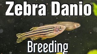 Breeding Zebra Danios [upl. by Atnwahs]