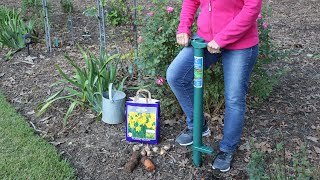 Planting tulips and daffodils [upl. by Nodla]