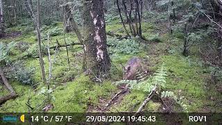 Bad Benteim Germany wildlife  98 Hare nice and calm [upl. by Dnamron445]