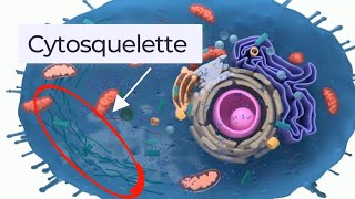 hyaloplasme le cytosol et le cytosquelette biologie cellulaire 🔥شرح بالدارجة🔥 [upl. by Notgnihsaw941]