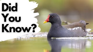 Things you need to know about MOORHENS [upl. by Uella]