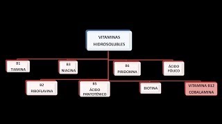 Vitaminas hidrosolubles Vitamina B12 o Cobalamina [upl. by Kipton663]