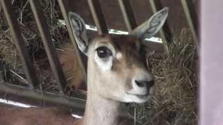 A wonderful blackbuck  Eine Hirschziegenantilope in HD [upl. by Heyer]