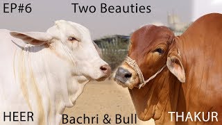 UDF Cattle Farm I Two Beauties I Comments I Which One Best I Bull amp Bachri I Ep 6 I Parrot Studio [upl. by Rfinnej]