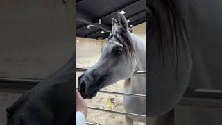 Beautiful Arabian horse 🐎 subscribe my channel 🤗 [upl. by Proulx302]