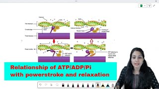 Relationship of ATP amp A M crossbridge [upl. by Lindbom502]