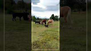 Walking the dogs  behind the scenes  horses  labrador  miniature poodle  160824 [upl. by Odessa]