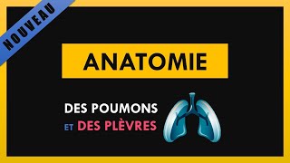 Anatomie Des Poumons Et Des Plèvres [upl. by Stalk]