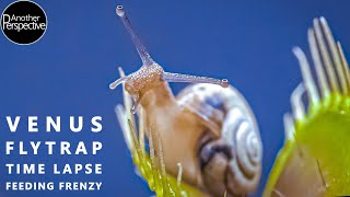 Venus Flytrap Digestion Time Lapse  Compilation [upl. by Annaiviv]