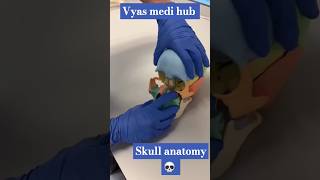 Skull Anatomy  खोपड़ी कपाल की अस्थियों का नाम bsc gnm nursingdegree shortsfeed biologyshorts [upl. by Ahsille]