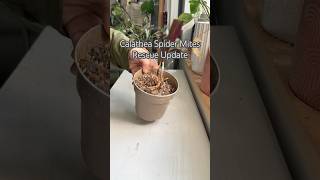 Calathea Rescue shorts plants propagation indoorplants houseplants garden plantcare diy [upl. by Codee]