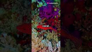 Top 10 Facts About the Great Barrier Reef🤩🤩 facts animals [upl. by Daniyal]