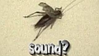 Stridulation  How and Why Crickets Make Sound [upl. by Ecyak89]