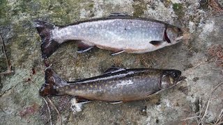 Brook Trout in Algonquin Park [upl. by Mariya]