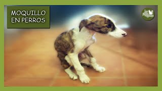 MOQUILLO EN PERROS  SÍNTOMAS TRATAMIENTO CONTAGIO Y PREVENCIÓN  DISTEMPER CANINO  ENF DE CARRÉ [upl. by Neladgam955]