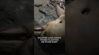 At Least 120 River Dolphins Killed in Brazil  Subscribe to Firstpost [upl. by Schmitz52]