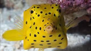 Facts The Boxfish [upl. by Faxun]