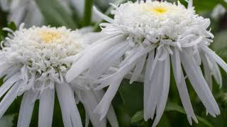 Leucanthemum Carpet Angel ® [upl. by Paley]