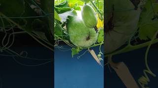 Lattice Pumpkin Harvestingshortvideosatisfying foryou [upl. by Machutte]