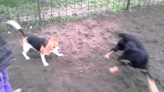 5 months old hovawart playing with a beagle [upl. by Ardien]