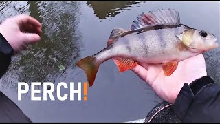 Winter Perch fishing  Micro lures [upl. by Massimiliano]