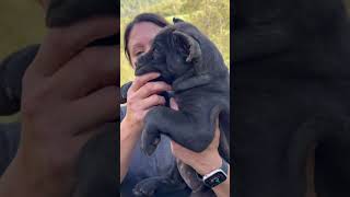 Cane Corso black brindle female dark green collar almost eight weeks old [upl. by Anilek]