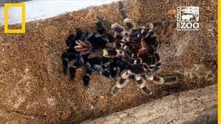 Una tarántula muda su exoesqueleto en este timelapse  National Geographic en Español [upl. by Stanislaus]