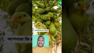 পেঁপে দেখতে দেখতেই পাখি হয়ে যাচ্ছে দেখেন 😱🦜 shorts short video ytshorts funny birds [upl. by Dorkus]