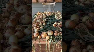 Growing our groceries gardening garden potager [upl. by Treat]