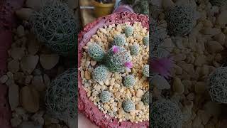 mammillaria vetula ssp gracilis CV Roi baudoin yonniux [upl. by Torbert]