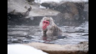 Japanese Macaque Monkeys Bathe In Hot Springs [upl. by Ylicis]