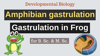 Amphibian gastrulation  Gastrulation in Frog  Developmental Biology [upl. by Eudoca904]