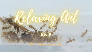 Relaxing Ant Ep 9 YCA  Yellow Crazy Ant Anoplolepis gracilipes colony are growing [upl. by Enilamme714]