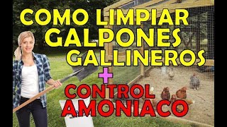 como limpiar un gallinero galpon controlando amoniaco malos olores seguro facil [upl. by Raycher]