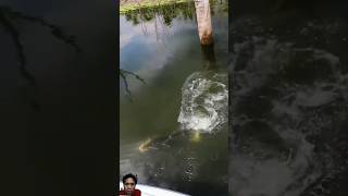 Sambaran ganas sang predator😱😱😱 fishing fish nature [upl. by Alper]