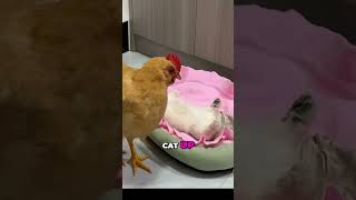 Sleepy Kitten woke up by Chicken 🐱💤 [upl. by Ailama]