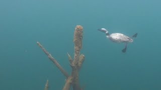 Minnesota State Bird Common Loon Scuba Encounter [upl. by Ettari]