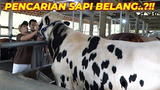 MELONGO  DARI SAPI CEMANI SAMPE KEMBARAN WISANGGENI ADA DISINI 😱 [upl. by Ocana]