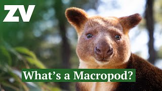 Lets meet the Macropods [upl. by Anih]