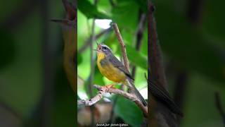 🔊 Arañero coronado chico cantando  Goldencrowned Warbler Basileuterus auricapilla birds [upl. by Bernardi]