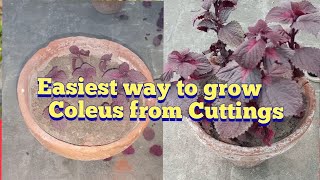 Easiest way to grow coleus from cuttings  Death flower in coleus [upl. by Ikairik131]