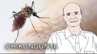 Alerta Chikungunya  Coluna 12 [upl. by Klatt]