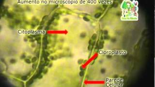 Ciclose da Elodea [upl. by Calva]