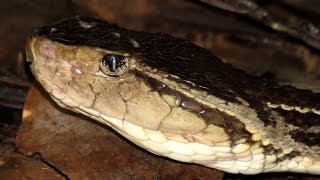 Ferdelance  Terciopelo Bothrops asper [upl. by Tildi349]