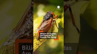 Billions of Cicadas to Emerge in 2024 [upl. by Xyno615]